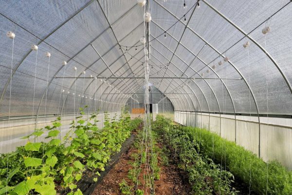 CANADA AND GREENHOUSE