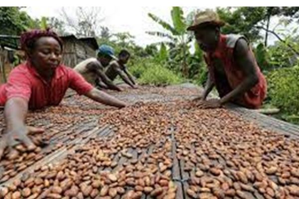 CHOCOLATE BUSINESS FROM AFRICAN COCOA BEAN