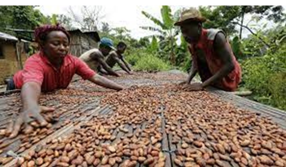 CHOCOLATE BUSINESS FROM AFRICAN COCOA BEAN